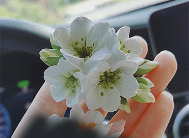 Cherry blossom stamens molds