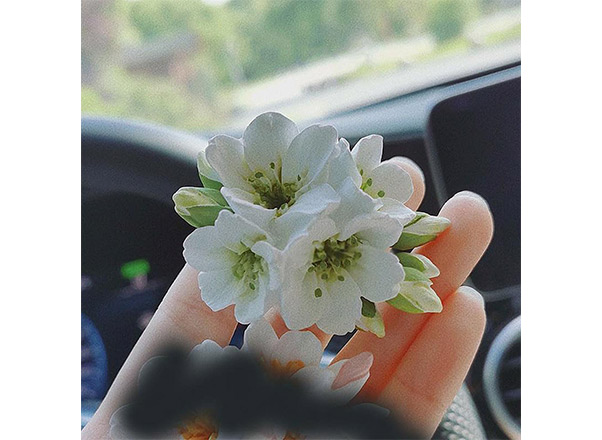 Cherry blossom stamens molds